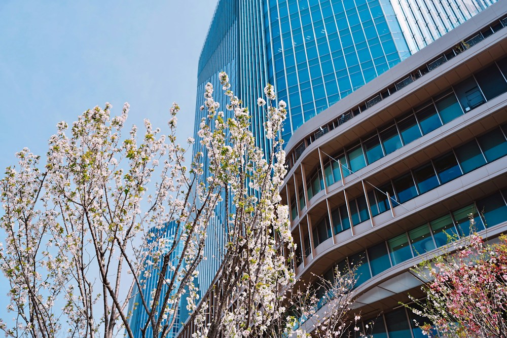 Cerejeiras e edifícios modernos em Tóquio, no Japão
